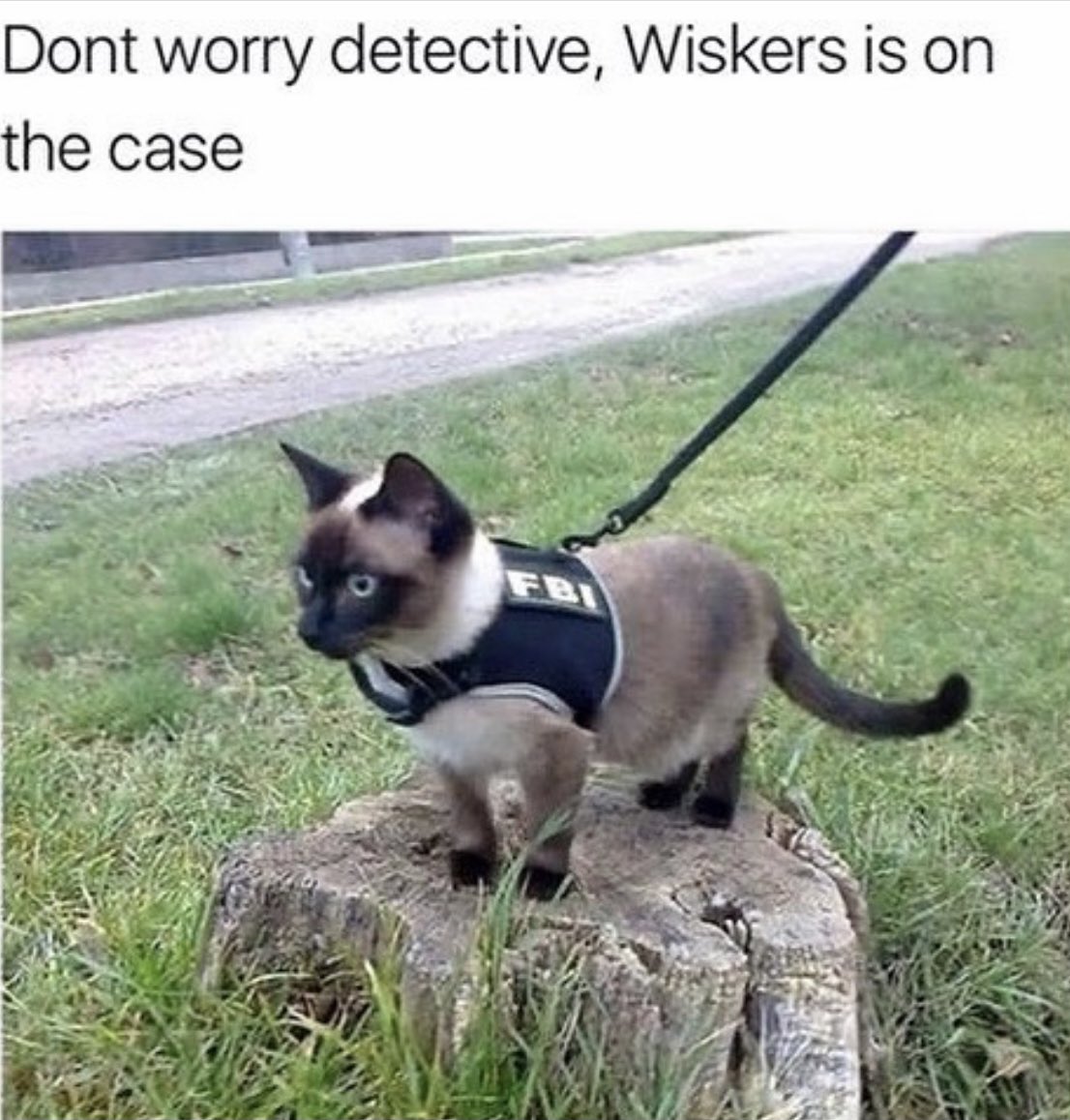 dcd728's tweet photo. When #kitty is on the #job in #official #FBI #vest #kittycop #Thursdayfun https://t.co/pzew19lHKT