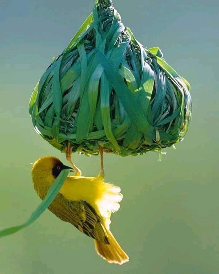 Хэрхэн бид хүчтэй чадалтай, бусын заасанаар үйлдэл хийх биш өөрсдийн санасан бодсоноор хийх чадалтай болох вэ?  Хэзээ