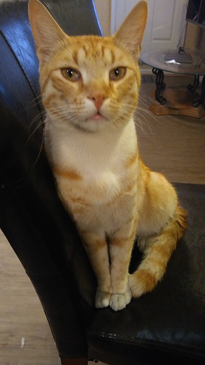 GermanFdez96's tweet photo. @monlaferte Mi gato "Guillermo" se parece a Eulalio 😍 https://t.co/VEOXT8HPLV