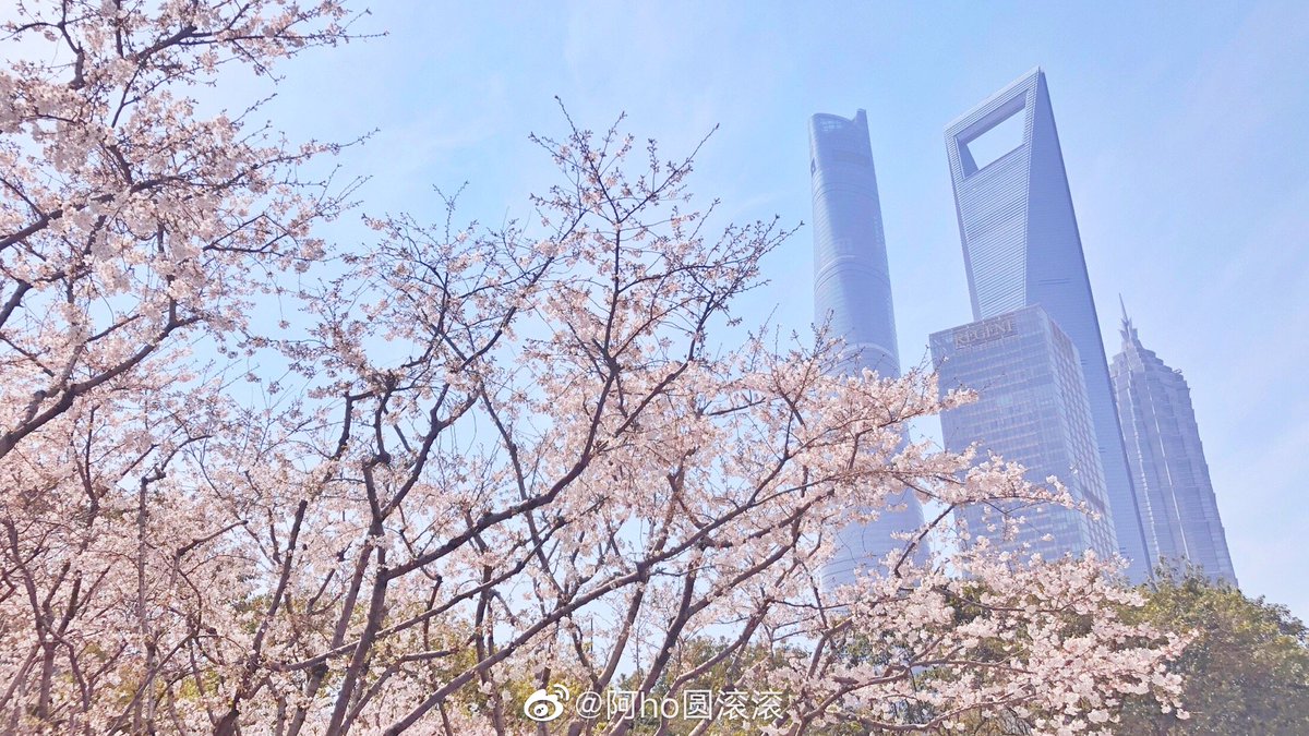 EliteReference's tweet photo. The cherry blossoms in Shanghai are in full bloom! #Cherry #cherryblossom #Flowers #beautiful #SpringIsThePerfectTimeTo #SpringBreak #SpringWhereverWithSakura https://t.co/4kQtGxLL6Q