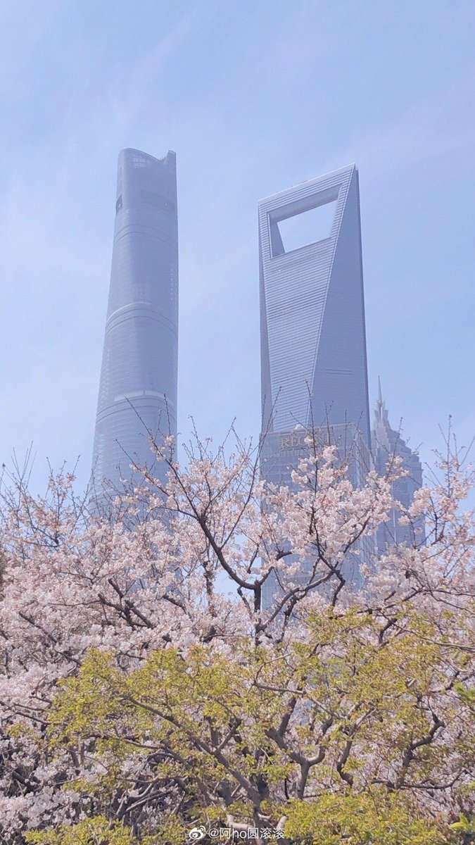 EliteReference's tweet photo. The cherry blossoms in Shanghai are in full bloom! #Cherry #cherryblossom #Flowers #beautiful #SpringIsThePerfectTimeTo #SpringBreak #SpringWhereverWithSakura https://t.co/4kQtGxLL6Q