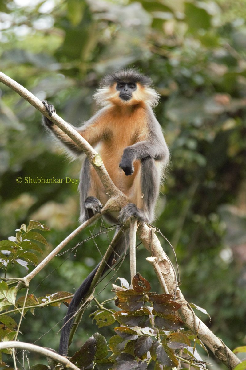 Shubhankar_Dey's tweet photo. Capped langur,Manas National Park,#natgeowild #natgeo #natgeoindia #natgeotraveller #bbcearth #planetearth #nature #wildlifephotography #incredibleindia #natgeotravellerindia
#natgeotravel #cappedlangur #assamtourism #manasnationalpark https://t.co/x7dhrhUuhd