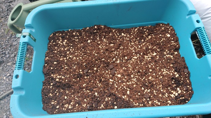 放浪猫 ピカリャ ともん吉修行中 沖縄は第2の故郷です ブルーベリーの土 がなかったから久しぶりに配合した 鹿沼土３ピートモス５腐葉土２弱酸性の土です フィンガーライムも好むらしいのでシャインマスカットは市販の土です 家庭菜園