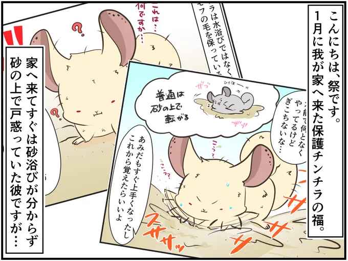 チンチライフ更新されてます??前はクエン酸と重曹で掃除してたけど専用スプレーが便利すぎますね??続き?「お風呂返して!」お掃除中のプレイバスを返してと訴えるチンチラさんの様子が切ない  #チンチラ#chinchilla#エッセイ#漫画が読めるハッシュタグ 