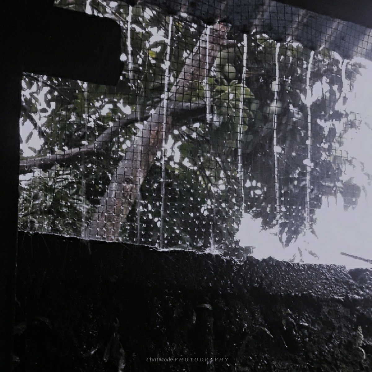 hananyangi's tweet photo. π§: 032421 #rain #chatmode #chatmodephotography #photography https://t.co/TIlcpOozf3