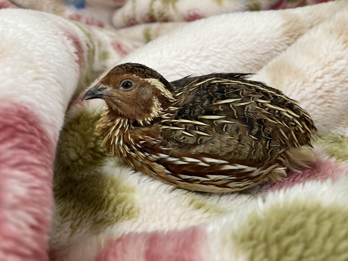 Uzurabu 毛布好き うずら かわいい ウズラ