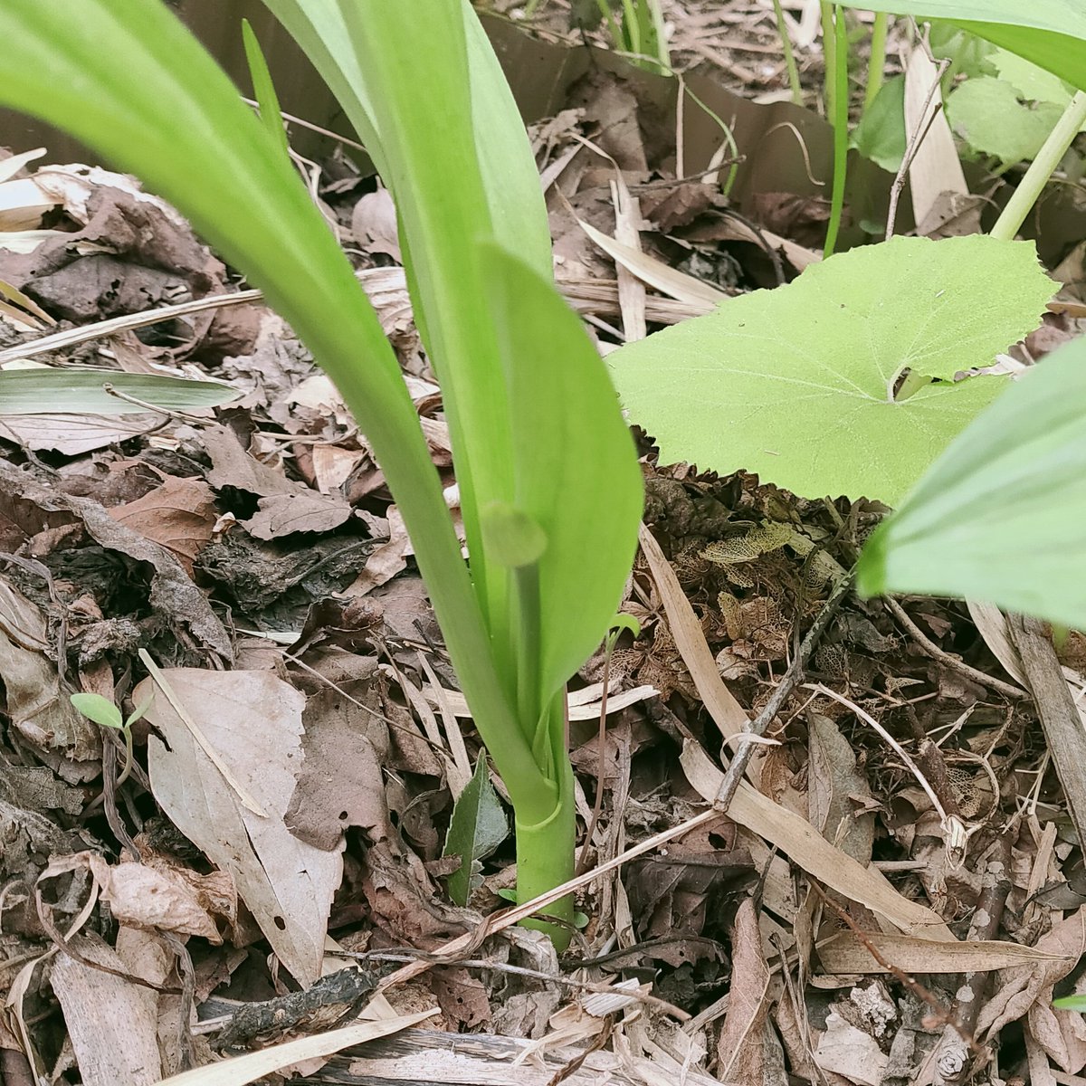 にゃごにゃ 庭の行者ニンニク 現在の様子 最初に植え付けた株のうち二株に花芽がついていました こぼれ種から発芽した芽もすくすく成長して現在葉が2枚の株がある 来年あたりこれも開花するかな 山菜 にゃごにゃ 庭の行者ニンニク 現在の様子 最初に植え付けた株のうち二株に花芽がついていました こぼれ種から発芽した芽もすくすく成長して現在葉が2枚の株がある 来年あたりこれも開花するかな 山菜