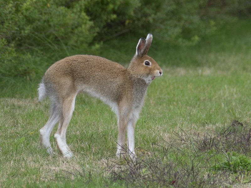 スヴァリア 立ち上がると実は足が長いウサギはユキウサギとホッキョクウサギではあるからこの2種のうちのどちらかなんだろうな 新キャラは プラエデ