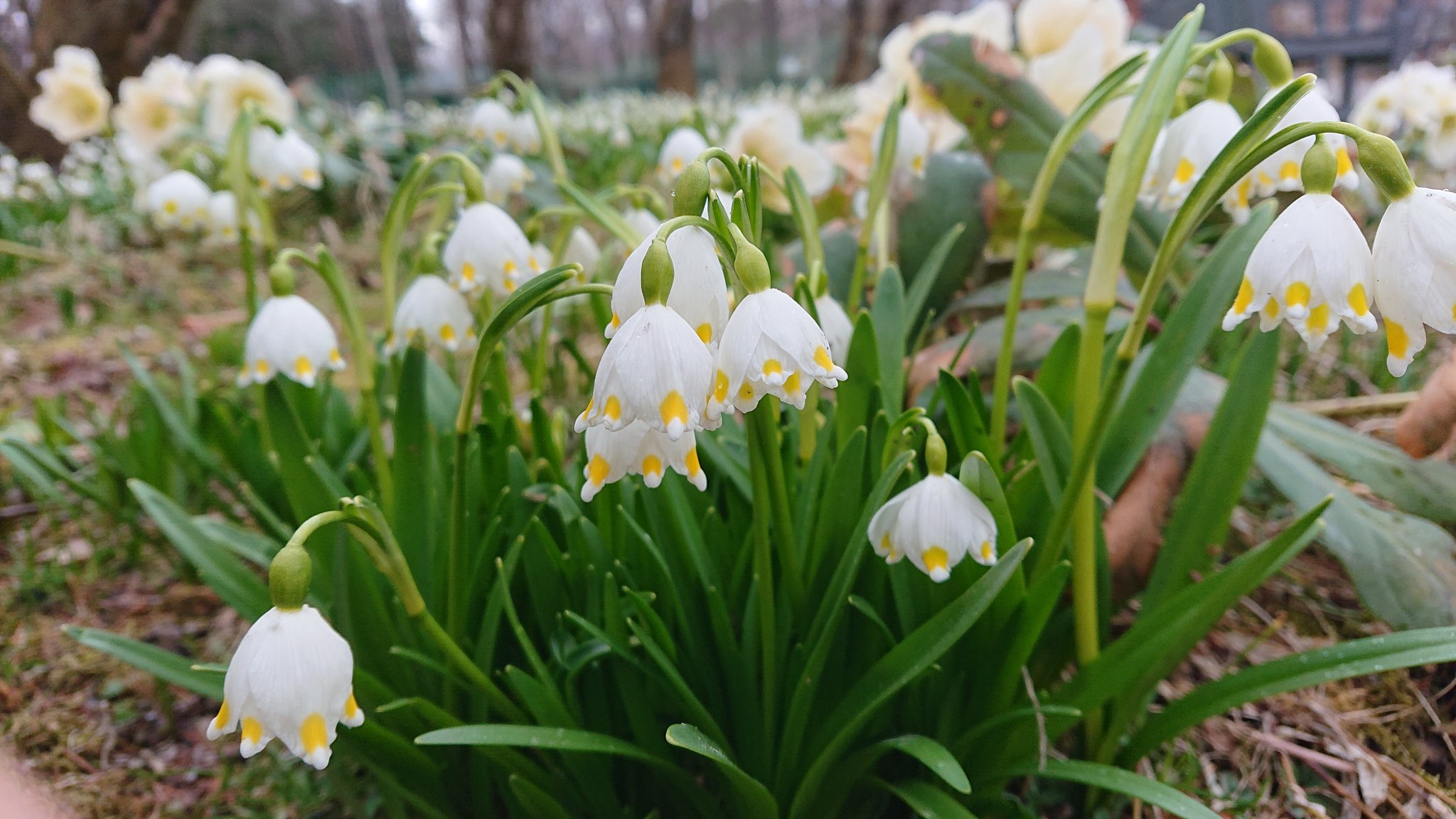 公式 蓼科高原バラクライングリッシュガーデン スプリングスノーフレーク が見頃を迎えてます この花が群生しているのは全国的にも珍しいかもしれません 朝晩は冷え込みます 一枚羽織るものを持ってお出かけください 春の感謝祭 入園無料 21 3