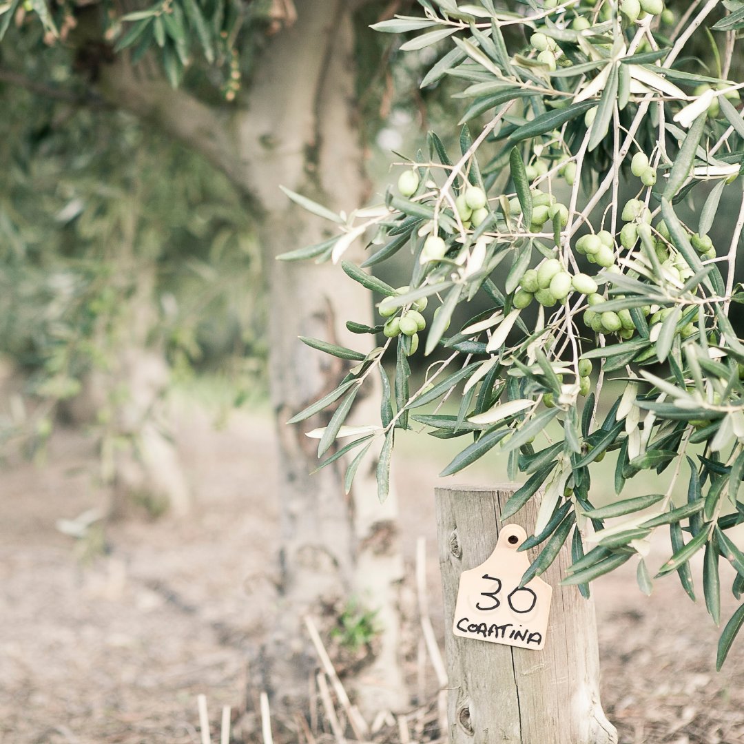 PukaraEstate's tweet photo. Freshness, flavour and premium quality are the characteristics that set Pukara Estate apart. We continue to achieve this year after year, season after season, through a true commitment to agriculture and sustainable farming practices. #flavourourpassion https://t.co/YaoILA8NmV