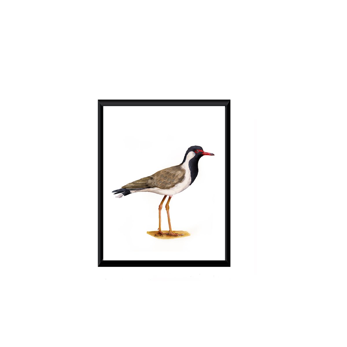 kukarmart's tweet photo. Red-Wattled Lapwing Painting😍
It is nature's watchman, forecaster of rain, alerting others about dangers.
Visit https://t.co/WNs3aHQUiD for women's & men's t-shirts, posters, paintings and frames.
#kukarma #painting #birds #draw #thursdaymorning #artwork #artistsontwitter https://t.co/oQJwpTHfT1