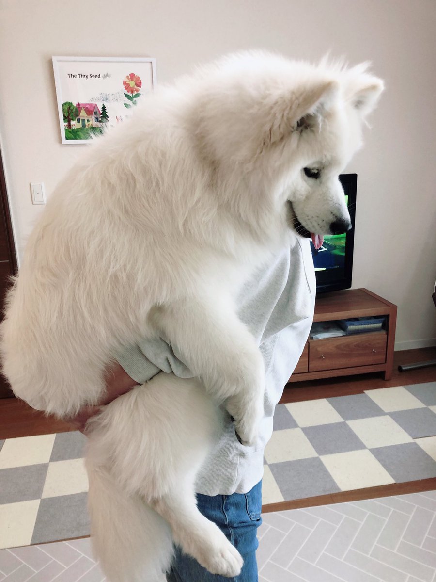 タグ 犬のいる暮らし の注目ツイート 5ページ目 メガとんトラック タグ 犬のいる暮らし の注目ツイート 5ページ目 メガとんトラック
