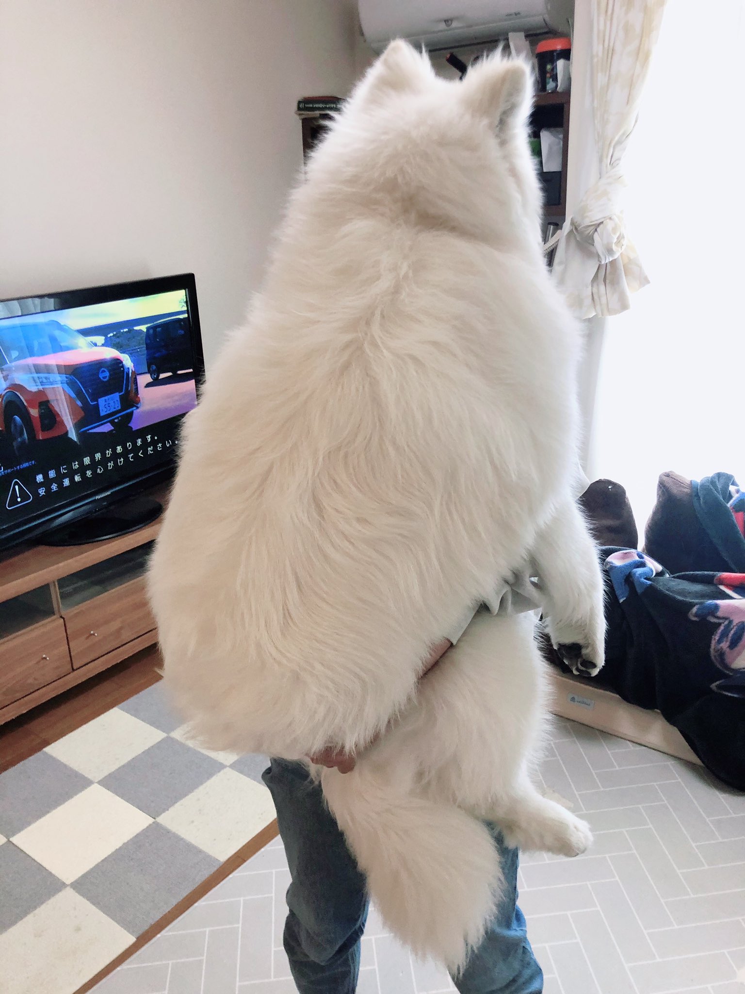 サモエドsunnyサニー もふもふの極み サモエド 生後8ヶ月 犬のいる暮らし T Co Xdsyuiqits Twitter