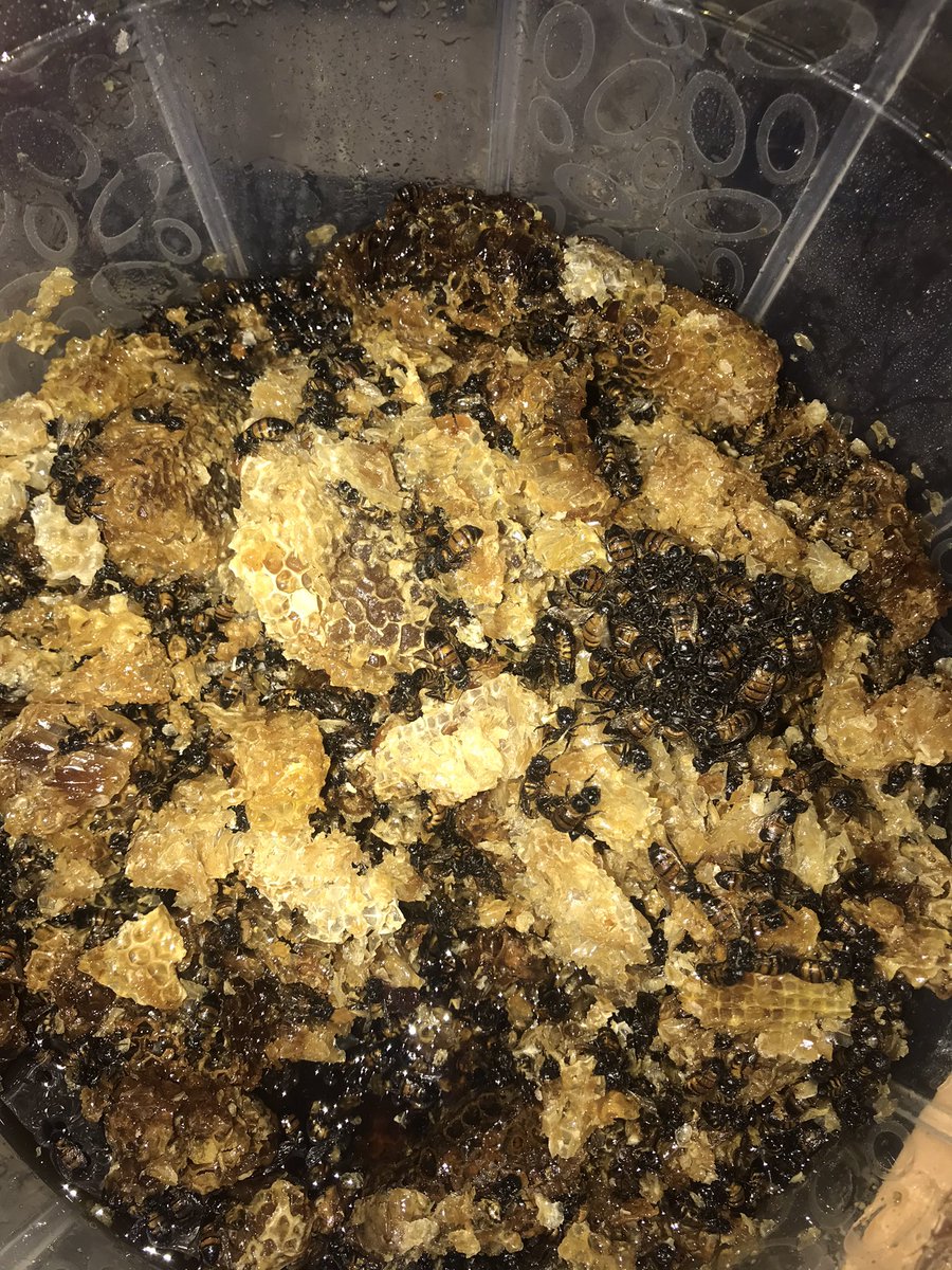 Encomium from the Community head to NACGOND. We had a bountiful harvest from our pilot Bee farm project today. Excitement all over the Community for a wonderful outcome, we look forward for better opportunities. @WitEwout <a href="/NLinNigeria/">Netherlands 🇳🇱 in Nigeria 🇳🇬</a> <a href="/SDNNigerDelta/">#20YearsofImpact</a> <a href="/CEHRD/">CEHRD</a>