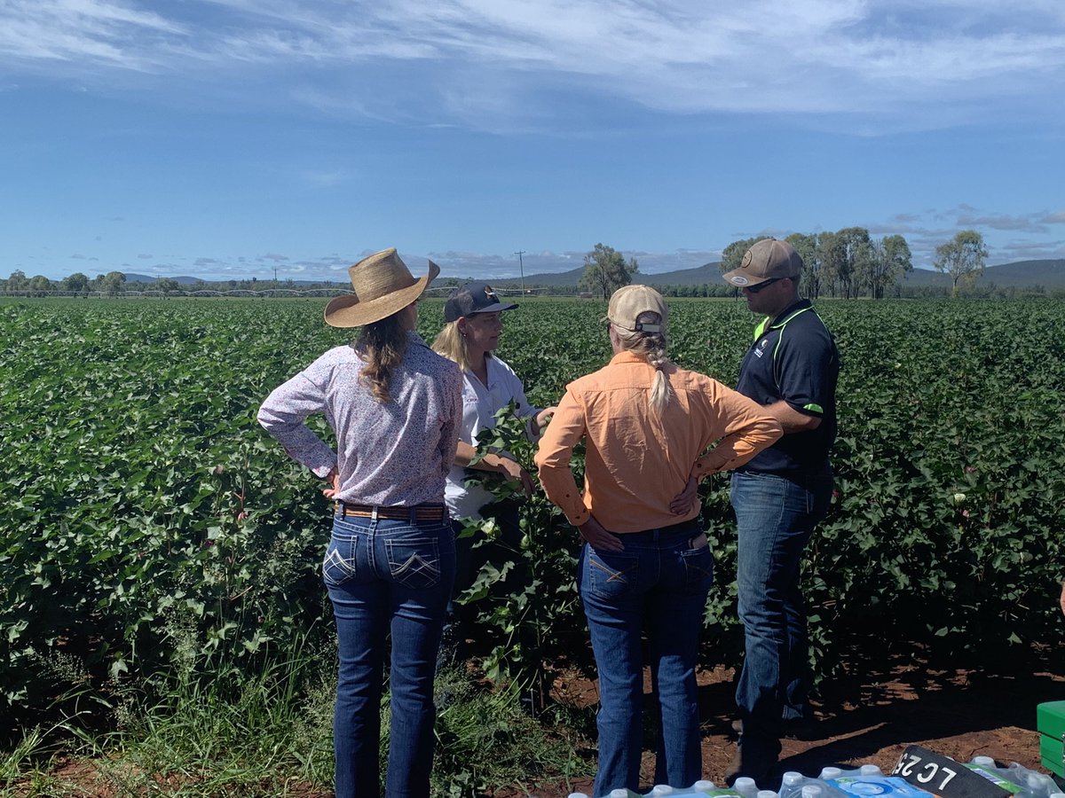 SophieMLester's tweet photo. This is what cotton looks like 96 days after planting 👀 I’ll have the story on this emerging industry for #FNQ coming up on @WINNews_CNS tonight at 6. #localnews @CottonAustralia https://t.co/MvSaNxeCyQ