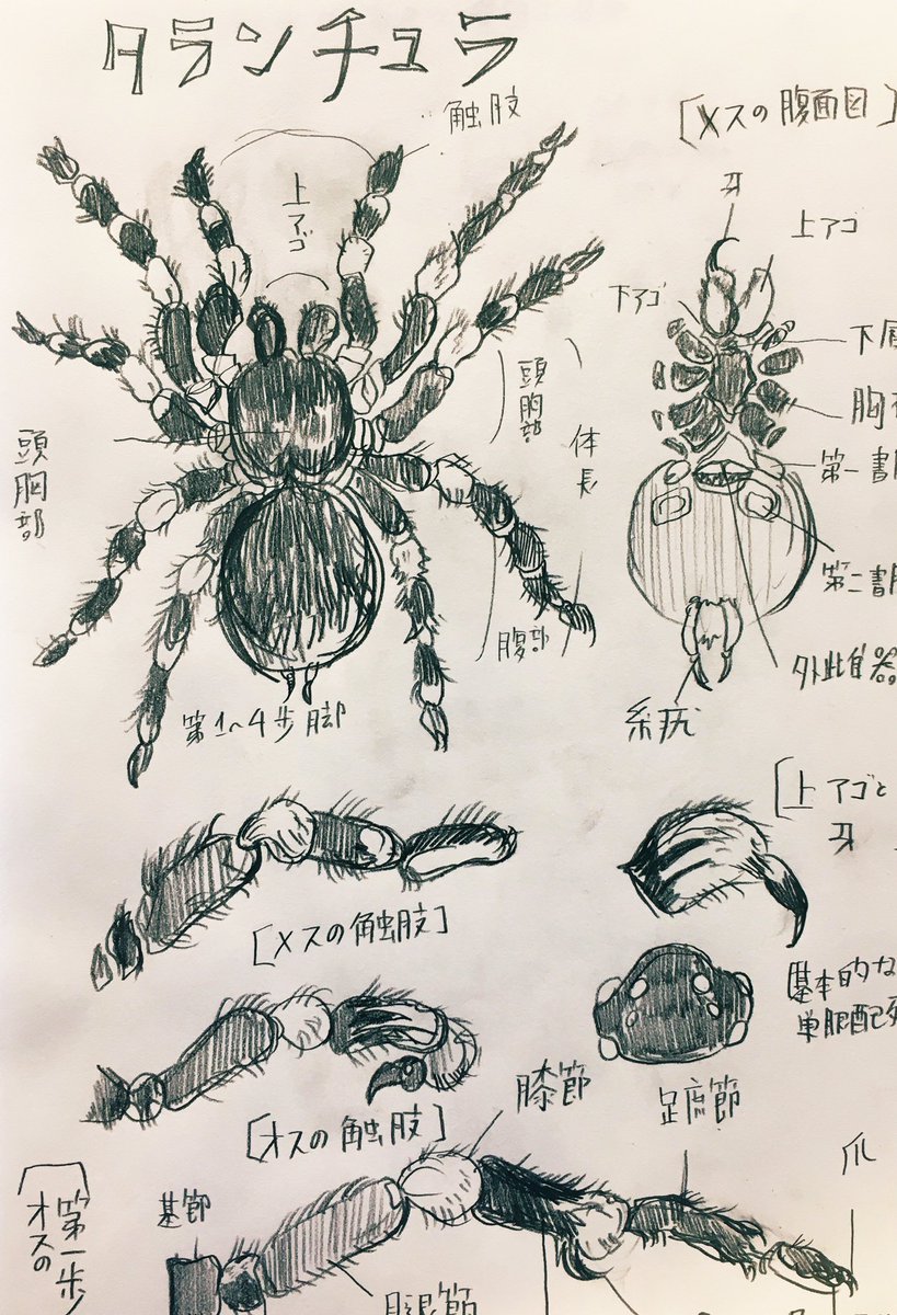 ポケモン らくがき イラスト 蜘蛛 タランチュラ ポケモン アリアドス イト らくがきしたがり屋 低いテンションとほほ のイラスト ポケモン らくがき イラスト 蜘蛛 タランチュラ ポケモン アリアドス イト らくがきしたがり屋 低いテンションとほほ のイラスト