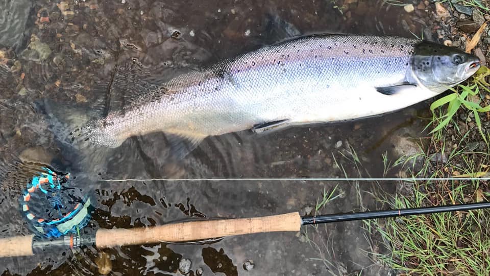 MagazineSsfs's tweet photo. https://t.co/tijGtlgFkr
There is no better feeling than landing a hard fighting Scottish salmon on the fly! 

#salmonfishingholidaysscotland #fishingholidays #flyfishing #guidedflyfishing #visitscotland #scottishsalmonfishingpodcast #shortbreaks https://t.co/IfErZEZLxD