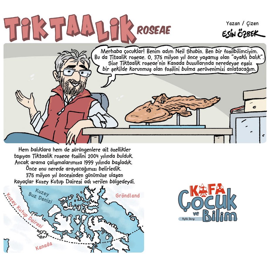 kafacocukbilim's tweet photo. Canlılığın denizlerde başlayıp karalara geçtiğini anlatan bir fosil: Tiktaalik roseae. Hem balık hem de sürüngenlere benzeyen bu önemli fosilin bulunma macerası KAFA Çocuk ve Bilim’in Mart-Nisan sayısında! #kafaçocukvebilim #fosiller #tarihlendirme #tiktaalikroseae https://t.co/GCaUo4gc8v