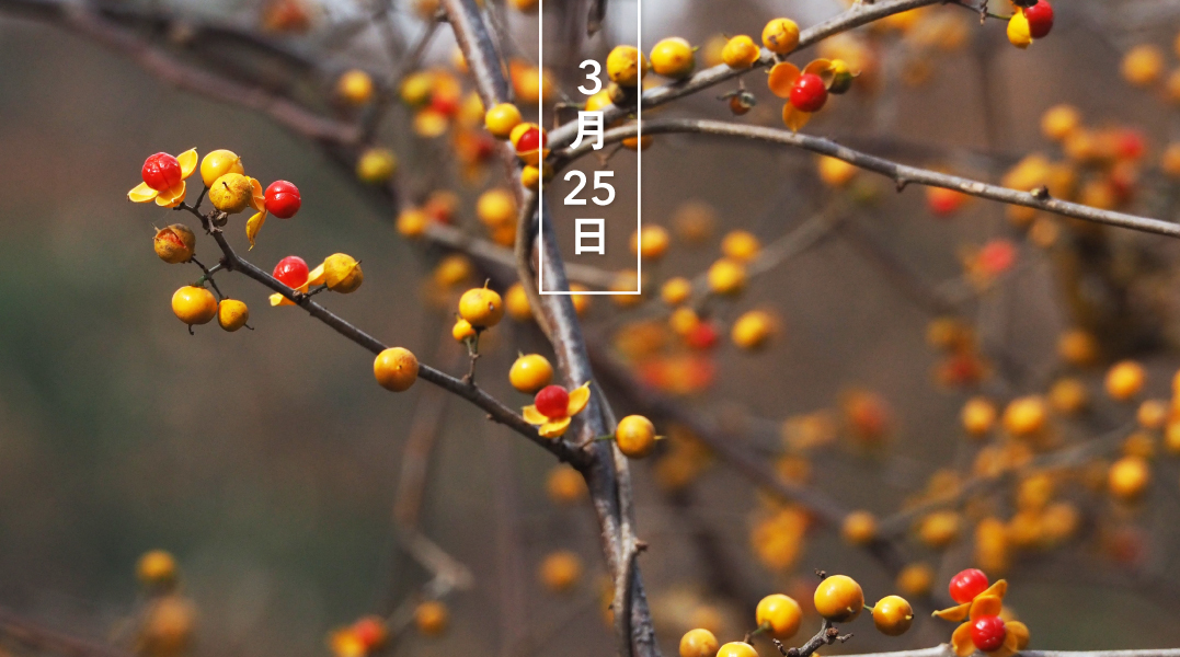 暦生活 こよみせいかつ 花の日めくり 誕生花 今日の花はツルウメモドキ 蔓梅擬 花言葉は 大器晩成 です 初夏の花は地味ですが 果実はとても華やか 10 12月 黄から赤へと変化しながらゆっくりと熟していきます 暦図鑑 暦生活 T 暦生活 こよみせいかつ 花の日めくり 誕生花 今日の花はツルウメモドキ 蔓梅擬 花言葉は 大器晩成 です 初夏の花は地味ですが 果実はとても華やか 10 12月 黄から赤へと変化しながらゆっくりと熟していきます 暦図鑑 暦生活 T
