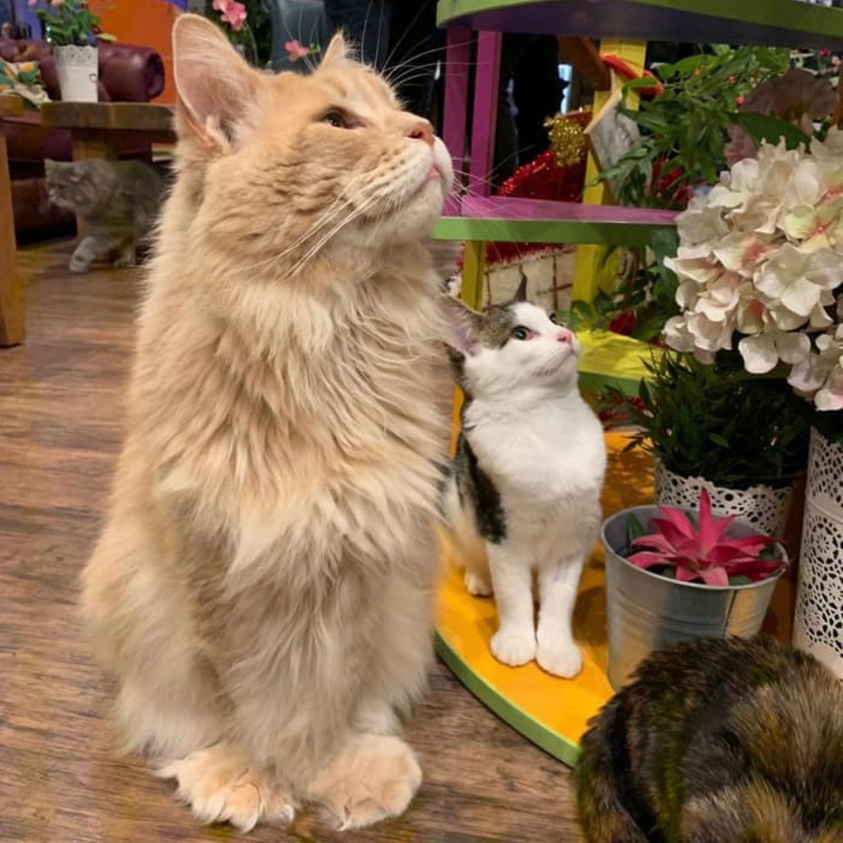 HeathcliffeThe's tweet photo. Heathcliffe always seemed to have a kitten admirer who would follow and copy him. He loved kittens and never really grew up himself! https://t.co/32PvrF9b4f