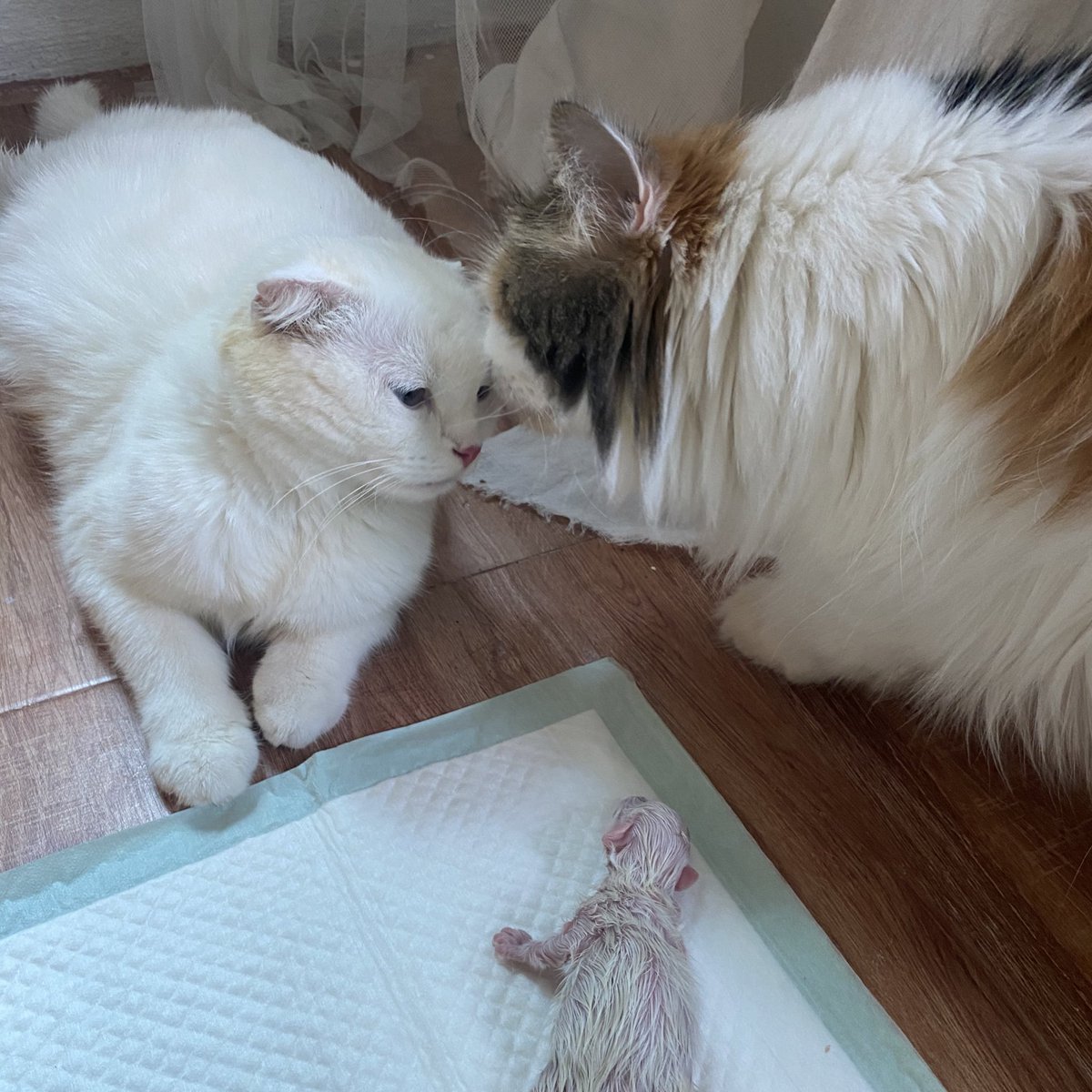 ૮꒰˵• ﻌ •˵꒱ა tweet media