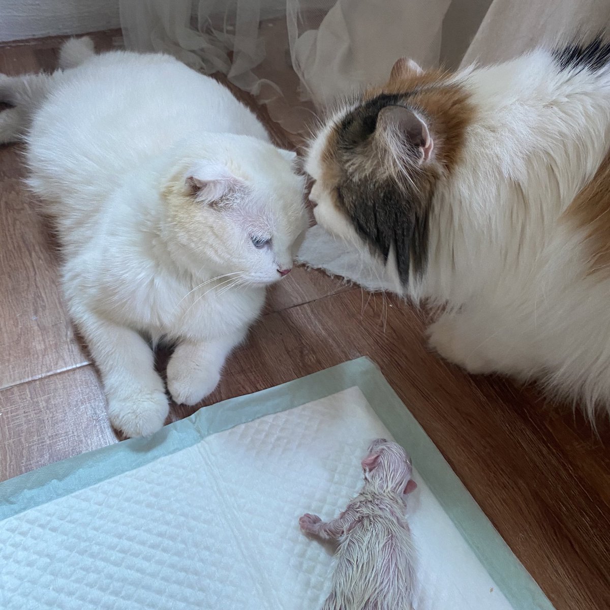 อุ่นใดๆ โลกนี้มิมี---แฟฟฟฟ่!!!  พอยสวย อิแมวเหี้ย!!!!