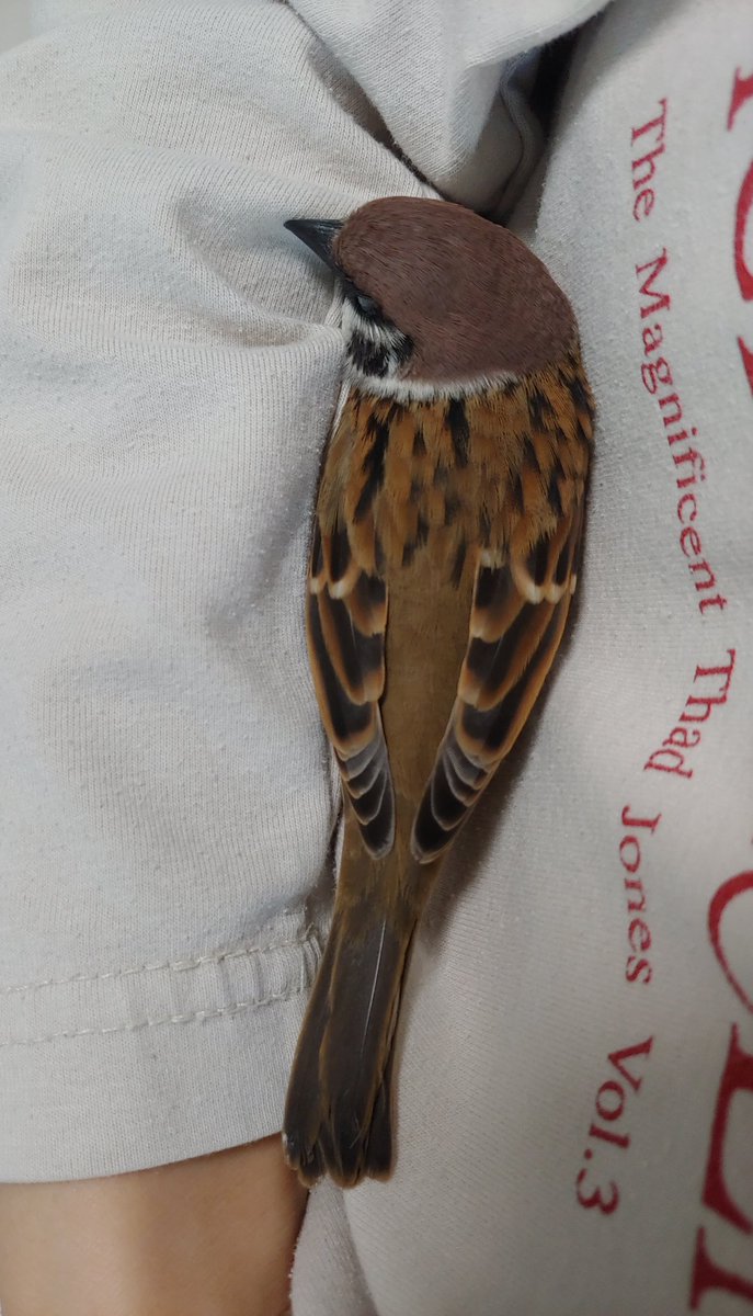 길쭉하게 누워있길래 키 재봄 부리포함 12.5cm