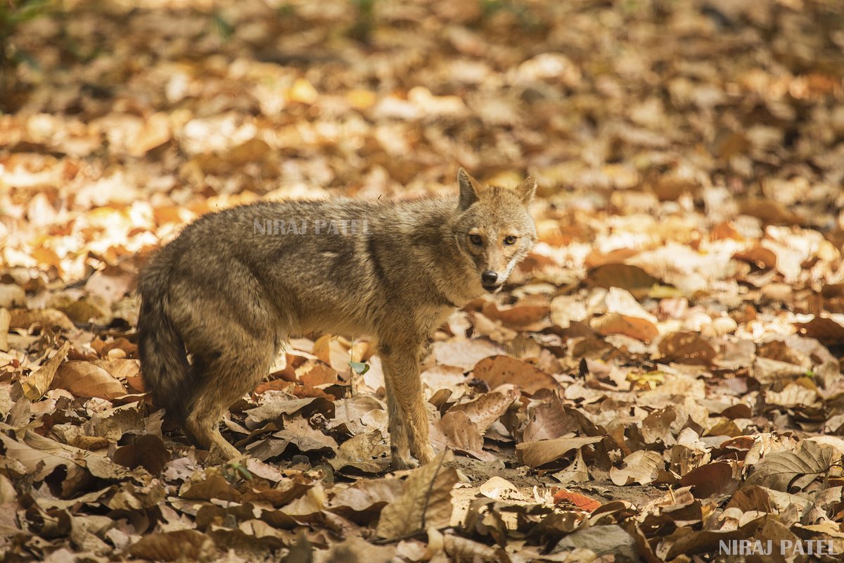 np_photographer's tweet photo. Golden jackal https://t.co/Z28zSJOlbn Wildlife india #goldenjackal #goldenjackalfacts #goldenjackalhorn #wildlifeindia #corbettnationalpark #indianwolf #goldenjackalfurr #blackbackedjackal #typesofjackal https://t.co/OktXTYnDN1