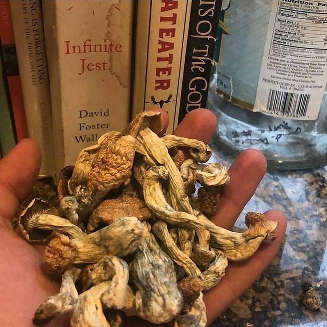Mushly8's tweet photo. Visit Us👇👇
https://t.co/tWucUYdBOq

 #fourtwenty #gratefuldeadfamily #hippie #trippy #deadhead #shroomstrip #psychedelic #mushrooms #jerrygarcia #thedead https://t.co/fCk1cssfjC