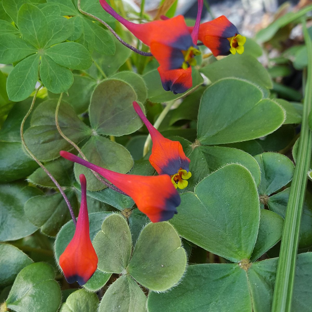 PlantPref's tweet photo. Tropaeolum tricolor sprawled over the foliage of Oxalis brasiliensis in the bulb frame.
#tropaeolum #tropaeolumtricolor #oxalis #oxalisbrasiliensis #southamericanflowers #marchflowers #earlyspringflowers #bulbframe #alpinehouse https://t.co/2veTnwWlaO
