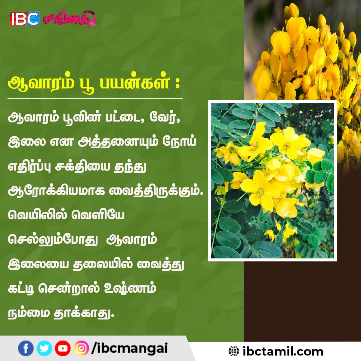 IbcMangai's tweet photo. அற்புத மருத்துவ பலன்களை அள்ளித்தரும் ஆவாரம் பூ
#Avarampoo #Health #TamilTips #HealthTips #IBCMangai https://t.co/xQJEZP8d6O