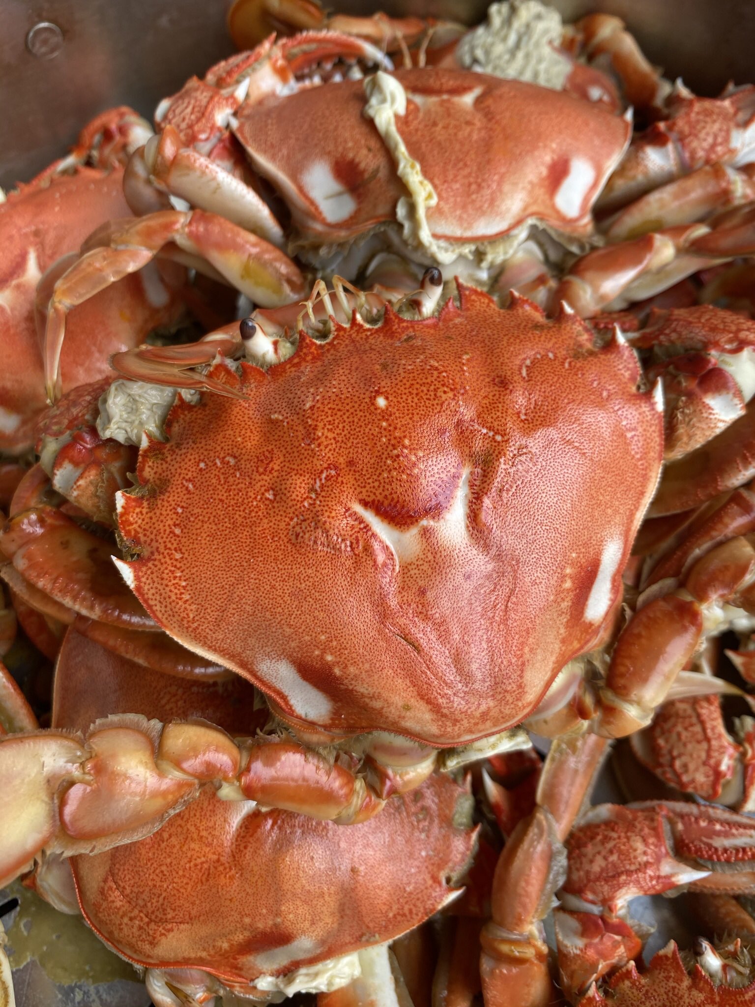 توییتر 魚屋コジマのキッチンカー در توییتر 魚屋小島です ヒラツメガニというカニだそうです 初めてこのカニを食べました 濃厚な味噌があり きっとお味噌汁にするとすごく良い出汁が出るんだろうなという感じのカニでした 知立市 魚屋 ヒラツメガニ