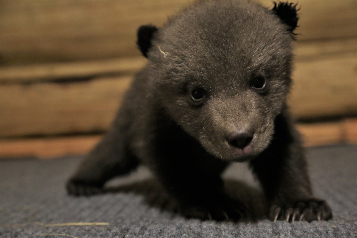 OBRCRussia's tweet image. FIRST BEAR CUBS 2021 in OBRC

More detailed: en.orphan-bear.org/news10032021

_____________
 #bears🐻 #ForTheAnimals #SupportAnimalRescues #AnimalWelfare  #AnimalRescue #rescue #wildanimals #animallover #animalsanctuary #grizzlybears