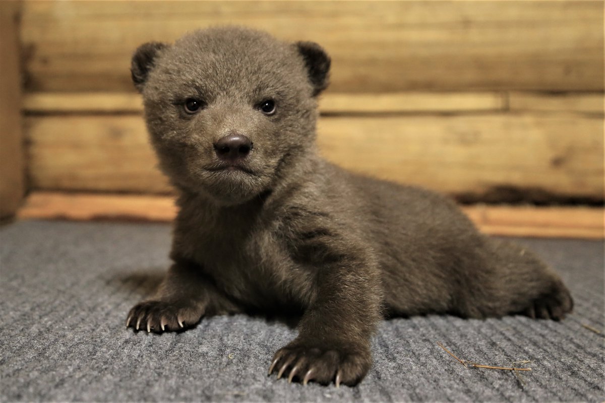 OBRCRussia's tweet image. FIRST BEAR CUBS 2021 in OBRC

More detailed: en.orphan-bear.org/news10032021

_____________
 #bears🐻 #ForTheAnimals #SupportAnimalRescues #AnimalWelfare  #AnimalRescue #rescue #wildanimals #animallover #animalsanctuary #grizzlybears