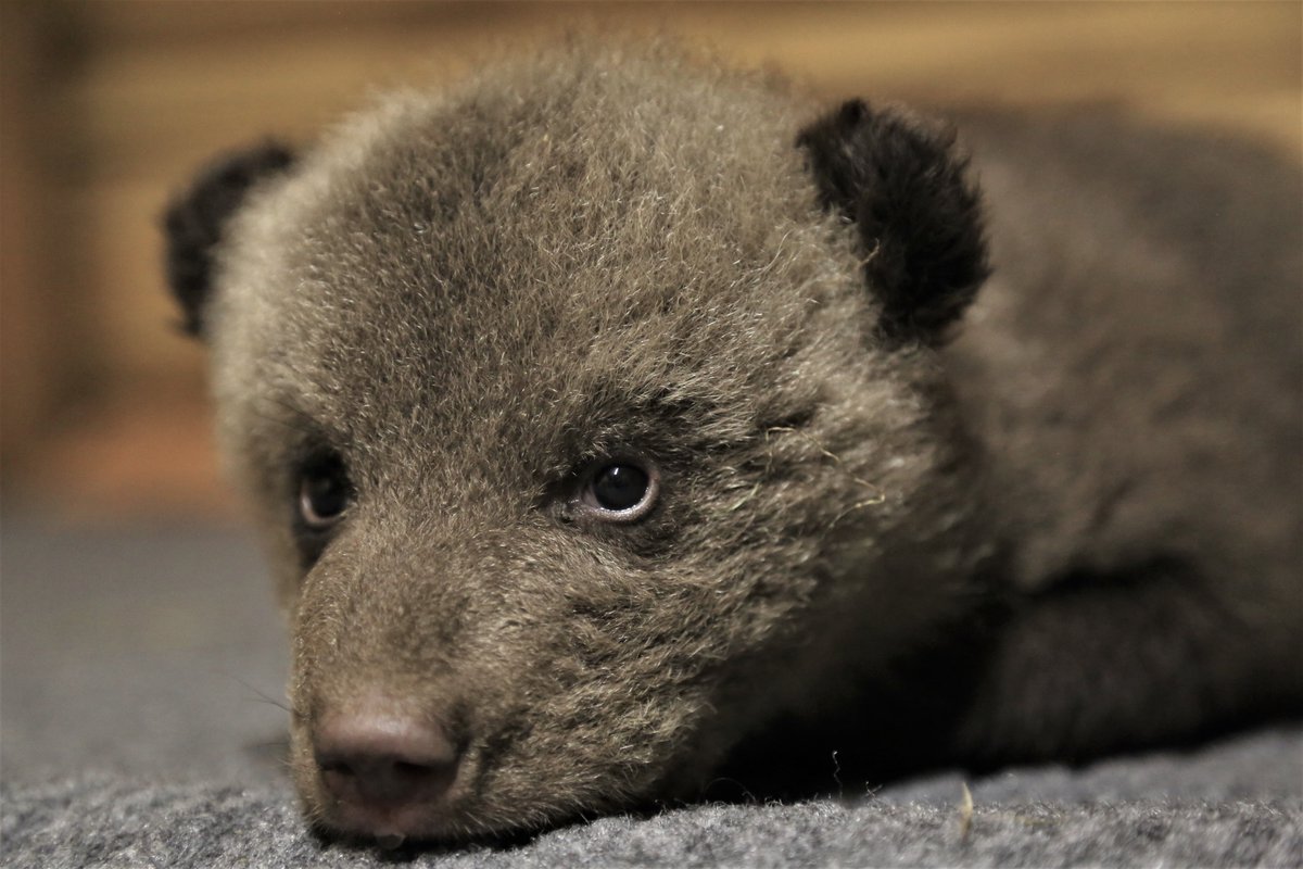 OBRCRussia's tweet image. FIRST BEAR CUBS 2021 in OBRC

More detailed: en.orphan-bear.org/news10032021

_____________
 #bears🐻 #ForTheAnimals #SupportAnimalRescues #AnimalWelfare  #AnimalRescue #rescue #wildanimals #animallover #animalsanctuary #grizzlybears