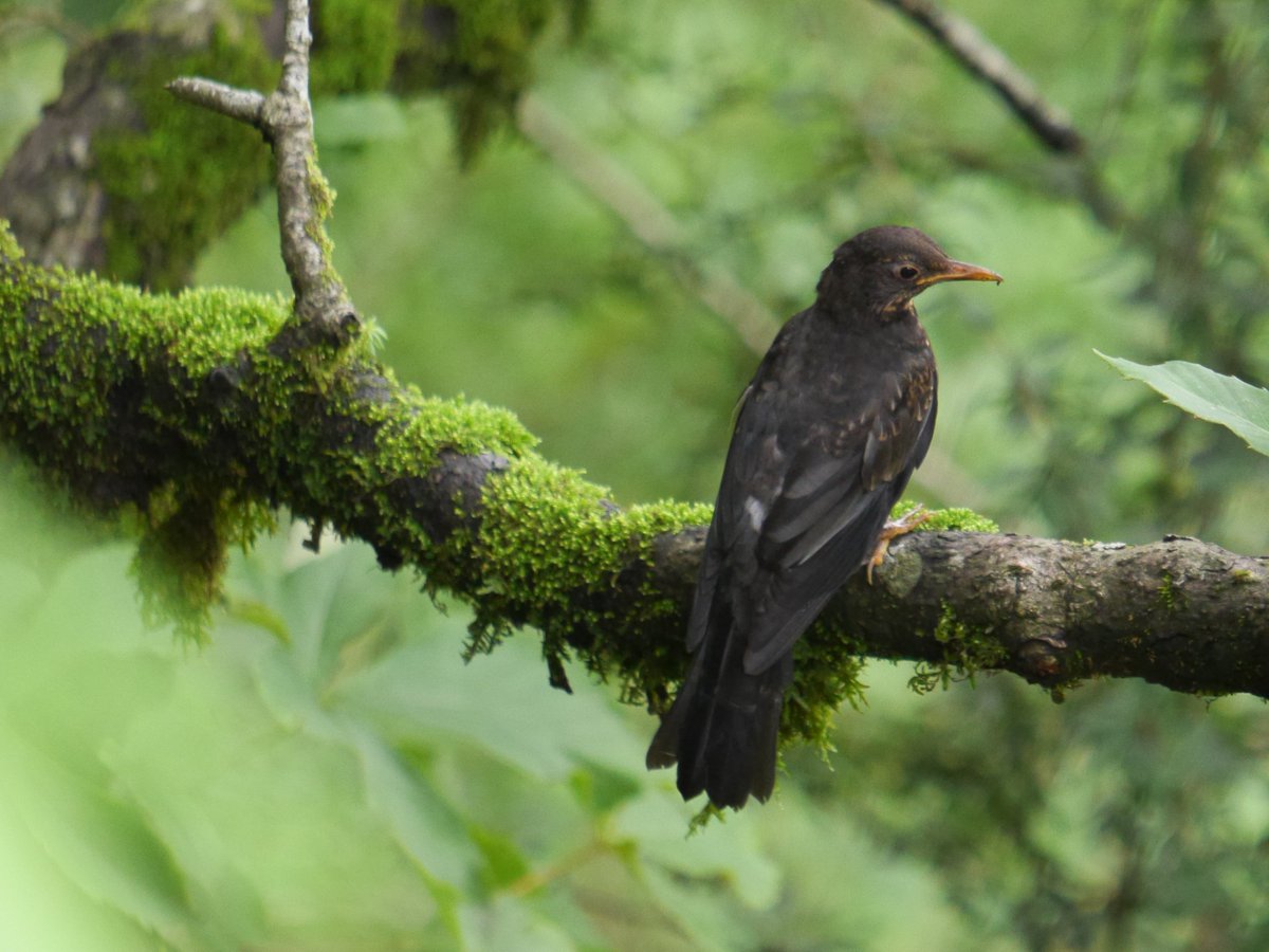 heart_podcast's tweet photo. Don't trash the thrush. They're common but unique. Lots in Landour. L-R π#whitethroatedlaughingthrush #chestnutbelliedrockthrush #blackbird #bluwwhistlingthrush #birdsoflandour #birdsofuttarakhand #THRUSHday #Nature #BBCWildlifePOTD #TwitterNatureCommunity #India #IndiAves https://t.co/pdmvajJKSO