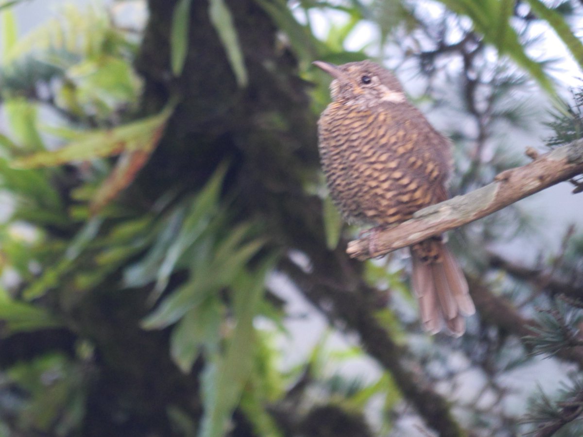 heart_podcast's tweet photo. Don't trash the thrush. They're common but unique. Lots in Landour. L-R π#whitethroatedlaughingthrush #chestnutbelliedrockthrush #blackbird #bluwwhistlingthrush #birdsoflandour #birdsofuttarakhand #THRUSHday #Nature #BBCWildlifePOTD #TwitterNatureCommunity #India #IndiAves https://t.co/pdmvajJKSO