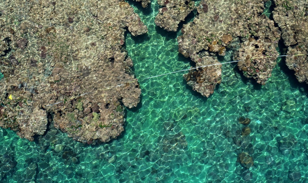 DrKJoyce's tweet photo. In this #drone image you can see @MiaHoogenboom's transect tape - she's interested in looking at coral growth and recovery underwater. I'm interested in scaling it with #earthobservation with @jack_koci #GeoNadir #SheMaps https://t.co/sYMxsMW1b2