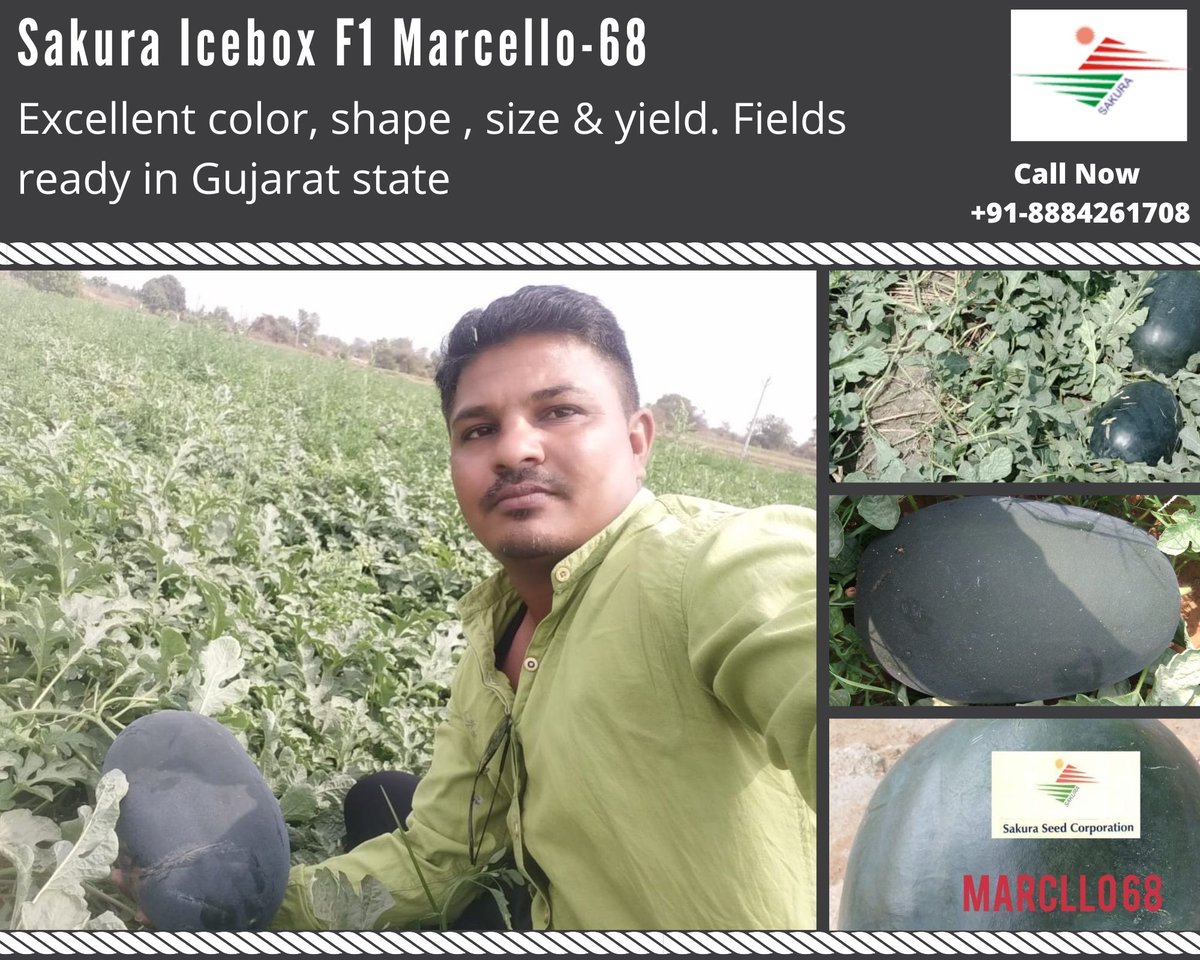 Sakuraseed1's tweet photo. Buy Sakura Icebox F1 Marcello-68,
Excellent color, shape, size & yield. Fields ready in Gujarat state
Order online watermelon seeds -https://t.co/bAetuF4cLV
Contact Us- 91-8884261708
#watermelon #summer #fruits #food #healthyfood
#F1Marcello68 #watermelonseed #watermelonseeds https://t.co/9e7OHiwj3a