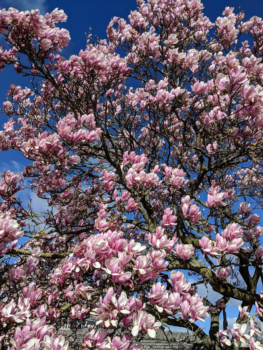 “Do your little bit of good where you are; it's those little bits of good put together that overwhelm the world.” Desmond Tutu. #wisdom #blossom #todayisgood #Worcester