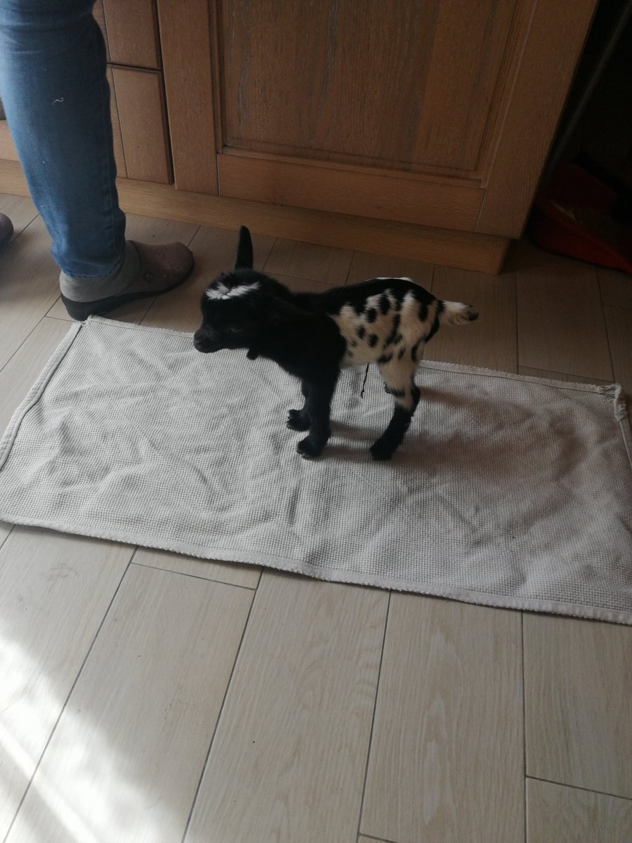 Se hai avuto una brutta giornata guarda la mia capretta tibetana appena nata che con tutto il suo impegno è riuscita a rimanere in piedi da sola