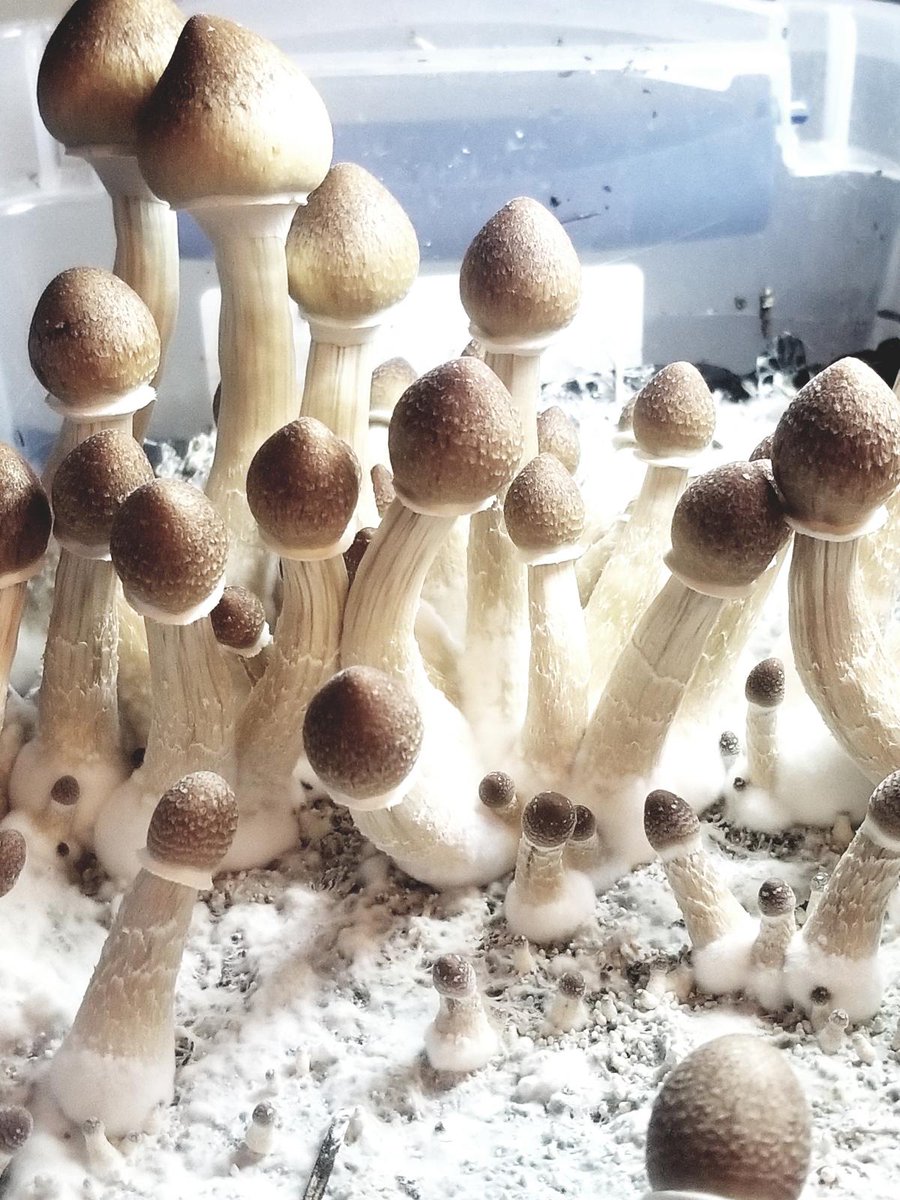 Mushly8's tweet photo. Contact With Us👇👇
https://t.co/tWucUYdBOq

#gratefuldeadfamily #hippie #deadhead #thedead #mushrooms #psychedelics #shrooms #gratefuldeadcompany #GratefulDead https://t.co/jh7fxDnm2v