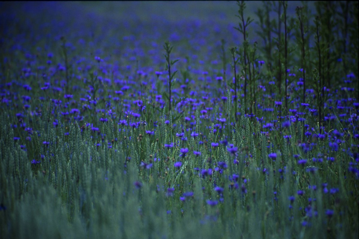 biodiversity_at's tweet photo. Führende Wissenschafter_innen rufen in offenem Brief @sebastiankurz @lgewessler und österr. Bundesregierung auf, der Allianz "High Ambition Coalition for Nature and People" beizutreten! Für den Schutz von 30% der Land- und Meeresflächen bis 2030! 
#Biodiversität #OnePlanetSummit https://t.co/yFFm47BIqu