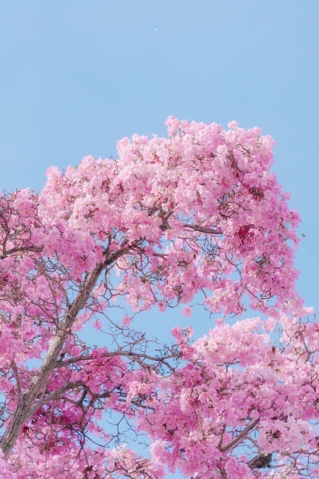 sharifahsalma1's tweet photo. Keluar dah sakura dekat loqstaq 😍 https://t.co/Vb8ztOxGsd