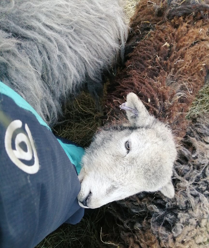 highfieldsherdy's tweet photo. Passing the munch test by Raven ๐
#herdwicks #hillfarm #raven #waterproofs
@pasturetec #bibbrace
#outdoorclothing #gifted #farmwear https://t.co/42c4Tx8wai