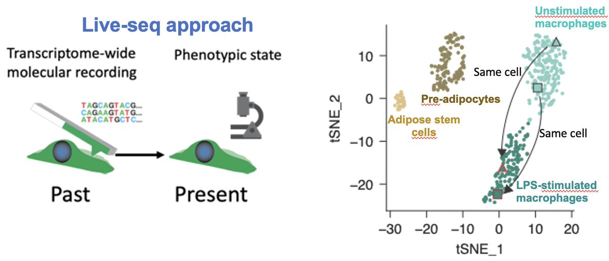 Wondered if #scRNAseq is feasible without killing cells? V/ pleased to introduce Live-seq, a novel approach that enables transcriptome-wide recording & sequential cell probing (2 dots in a tNSE, same cell!) Great collab w/ Julia Vorholt, tx Wanze & Orane! biorxiv.org/content/10.110…