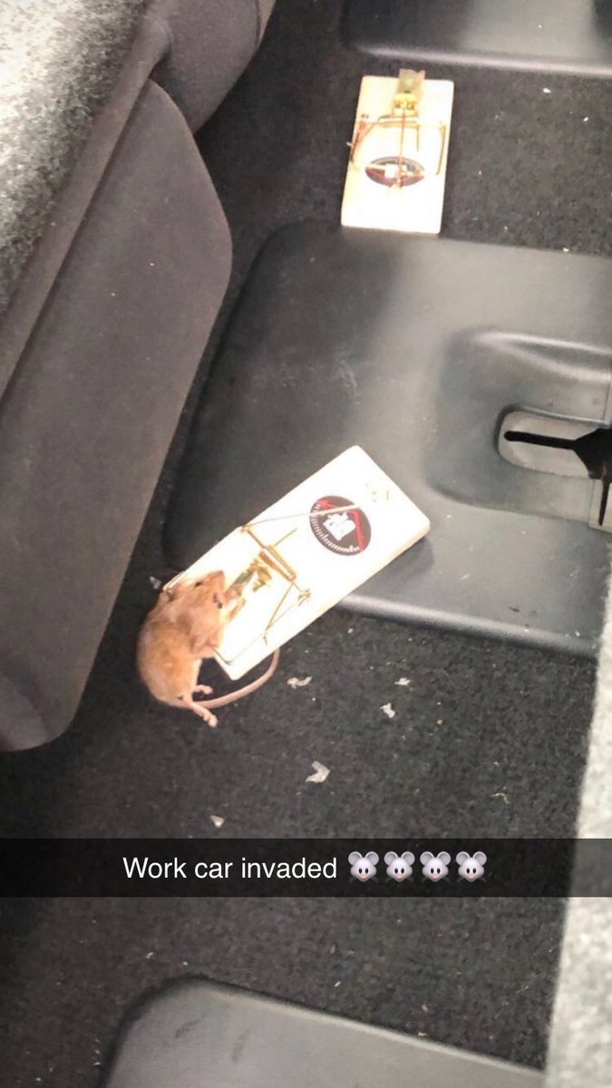 melrees03's tweet photo. For those wondering how the mice are going. Not well! Gotta love a pre road trip kill #mouseplague #teachrural #wehavehitchhikers https://t.co/q15feKD1y7