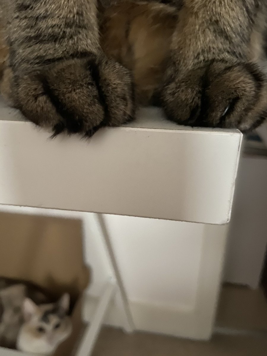 Look at my cute tufty paws!! And Best friend Dusty 🐻❤️🐻❤️