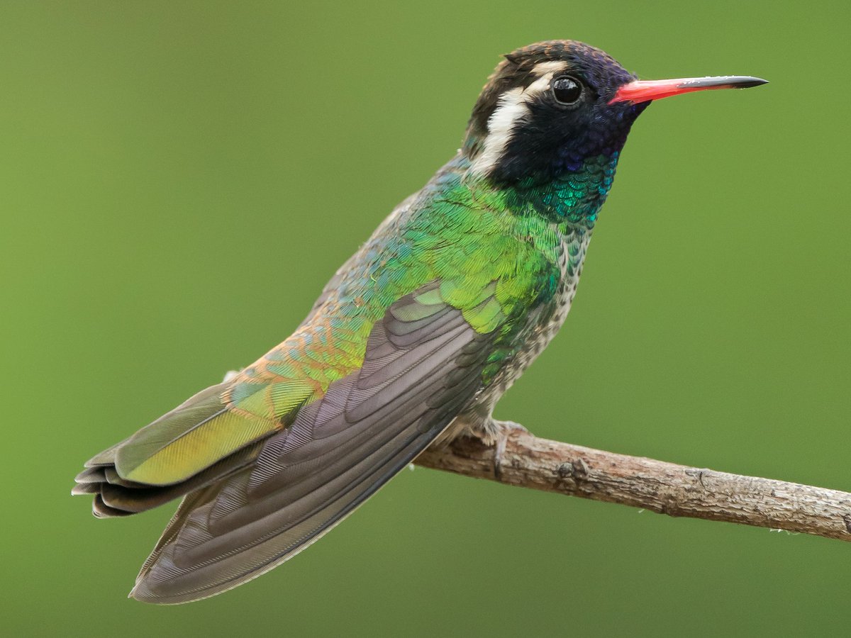 AsombroVerde's tweet photo. COLIBRÍS. JOYAS CON ALAS
/Trochilidae/ https://t.co/JYrdHE1Dv8