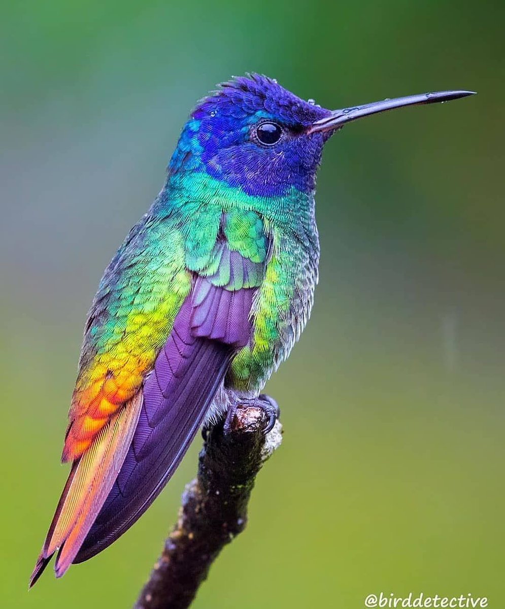 AsombroVerde's tweet photo. COLIBRÍS. JOYAS CON ALAS
/Trochilidae/ https://t.co/JYrdHE1Dv8